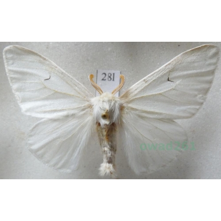 Arctornis l-nigrum (Müller, 1764) male Brudnica czarnelka Czech28l